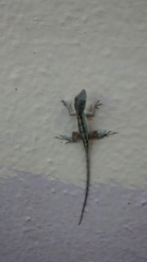 Anolis sagrei
