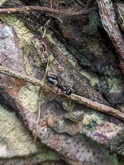 Opisthopsis respiciens