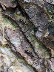 Opisthopsis respiciens