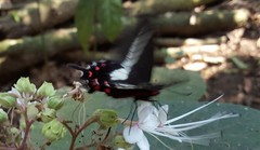 Parides proneus