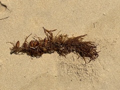 Phyllospora comosa