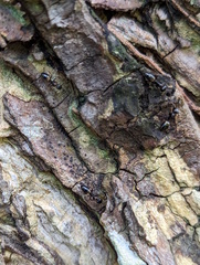 Opisthopsis respiciens