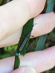 Ithystenus hollandiae