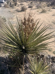 Yucca schidigera