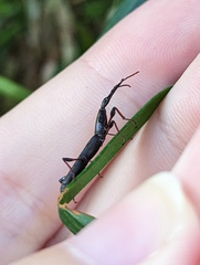 Ithystenus hollandiae