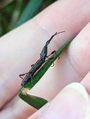 Ithystenus hollandiae