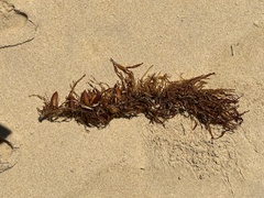 Phyllospora comosa