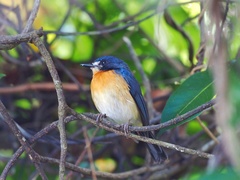 Cyornis rufigastra