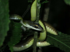 Dendrophidion percarinatum