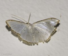 Leuciris fimbriaria