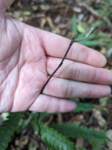 Lecanorchis trachycaula iNat (1)