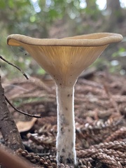 Pleurotus tuber-regium