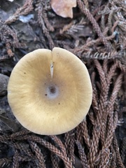 Pleurotus tuber-regium