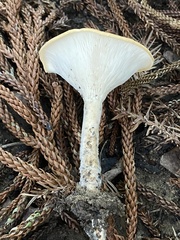 Pleurotus tuber-regium