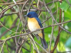 Cyornis rufigastra