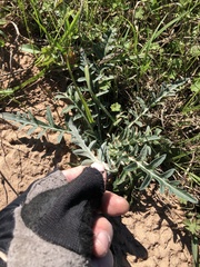 Hymenopappus artemisiifolius