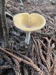Pleurotus tuber-regium