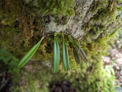 Bulbophyllum melanoglossum