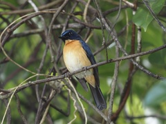 Cyornis rufigastra