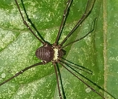 Discosomaticinae