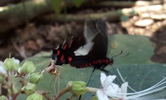 Parides proneus