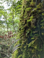 Bulbophyllum melanoglossum