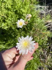 Malacothrix saxatilis implicata