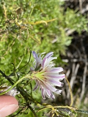 Malacothrix saxatilis implicata