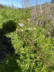 Malacothrix saxatilis implicata