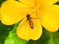 Episyrphus