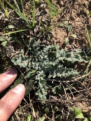 Hymenopappus artemisiifolius