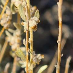 Artemisia bigelovii