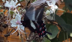 Parides proneus