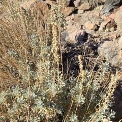 Artemisia bigelovii