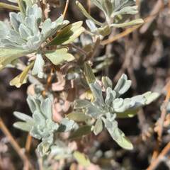 Artemisia bigelovii