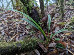 Calanthe angustifolia
