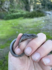 Elgaria multicarinata webbii