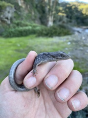Elgaria multicarinata webbii