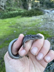 Elgaria multicarinata webbii