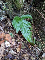Stegnogramma griffithii