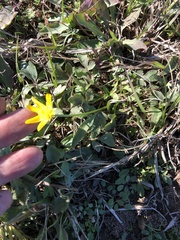 Ranunculus fascicularis