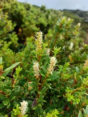 Orites lancifolius