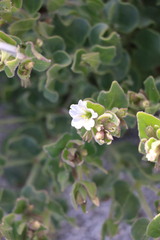 Mirabilis tenuiloba