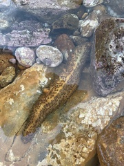 Apostichopus parvimensis