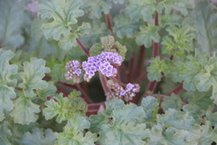 Phacelia pedicellata