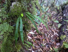 Oreogrammitis congener