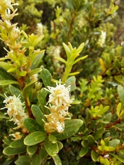 Orites lancifolius