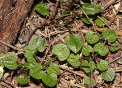 Pterostylis trullifolia
