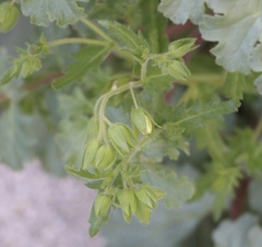 Emmenanthe penduliflora penduliflora