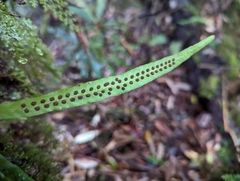 Oreogrammitis congener